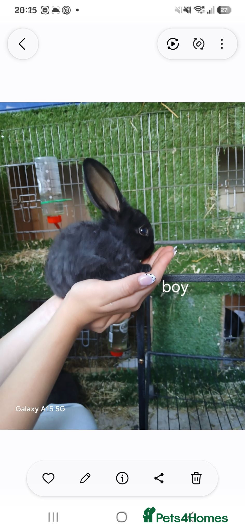 Mixed Breed rabbits Baby rabbits for sale - Advert 8