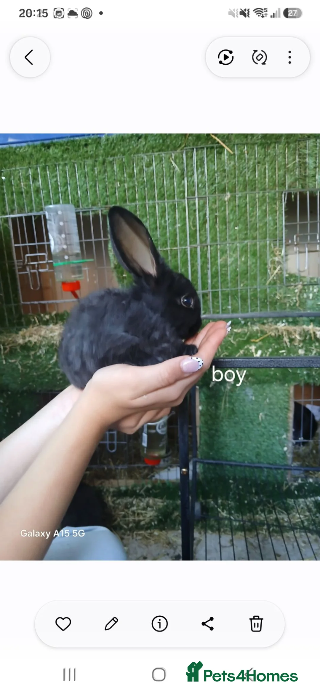 Mixed Breed rabbits for sale: Baby rabbits for sale - Advert 1