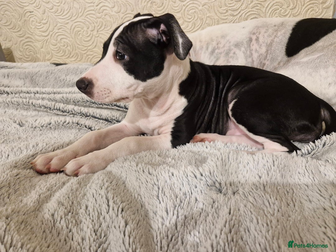 Staffordshire Bull Terrier dogs for sale: From Our Family to Yours - Image 14