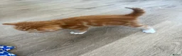 Mixed Breed cats for sale: 4 Ginger Male Kittens from 7th of September  in London - Advert 20