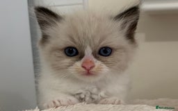 Ragdoll cats for sale: Ragdoll Kittens Male & Female - Image 8