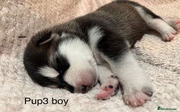 Utonagan dogs for sale: Siberian husky x malamute puppies - Image 14