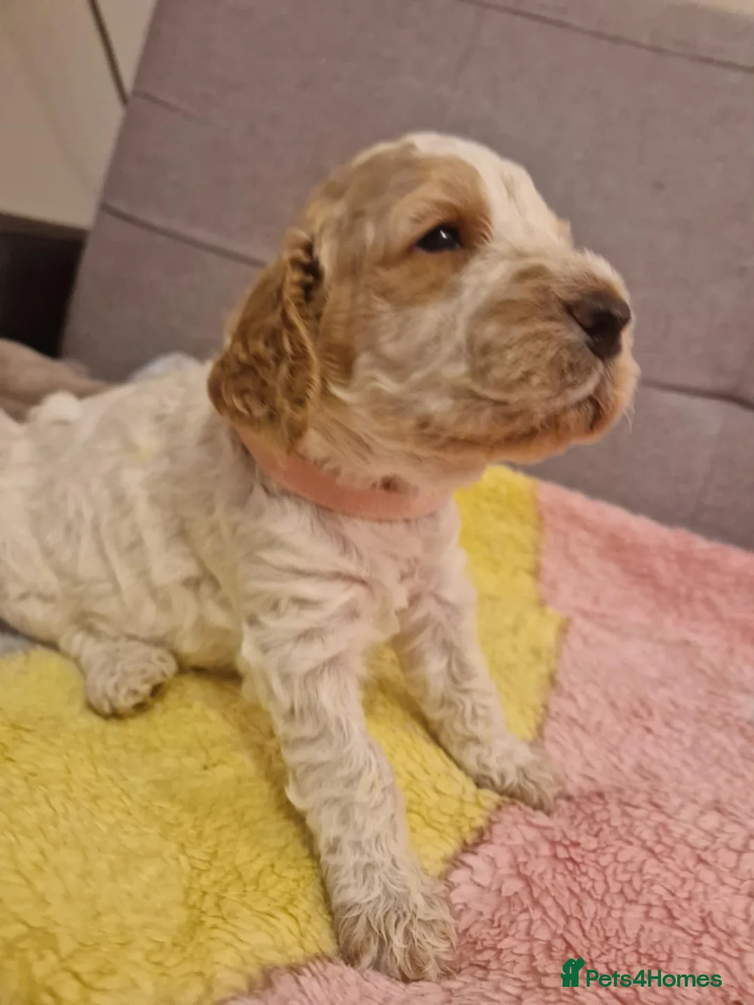 Cockapoo dogs for sale: F2 Cockapoo Puppies - Advert 31