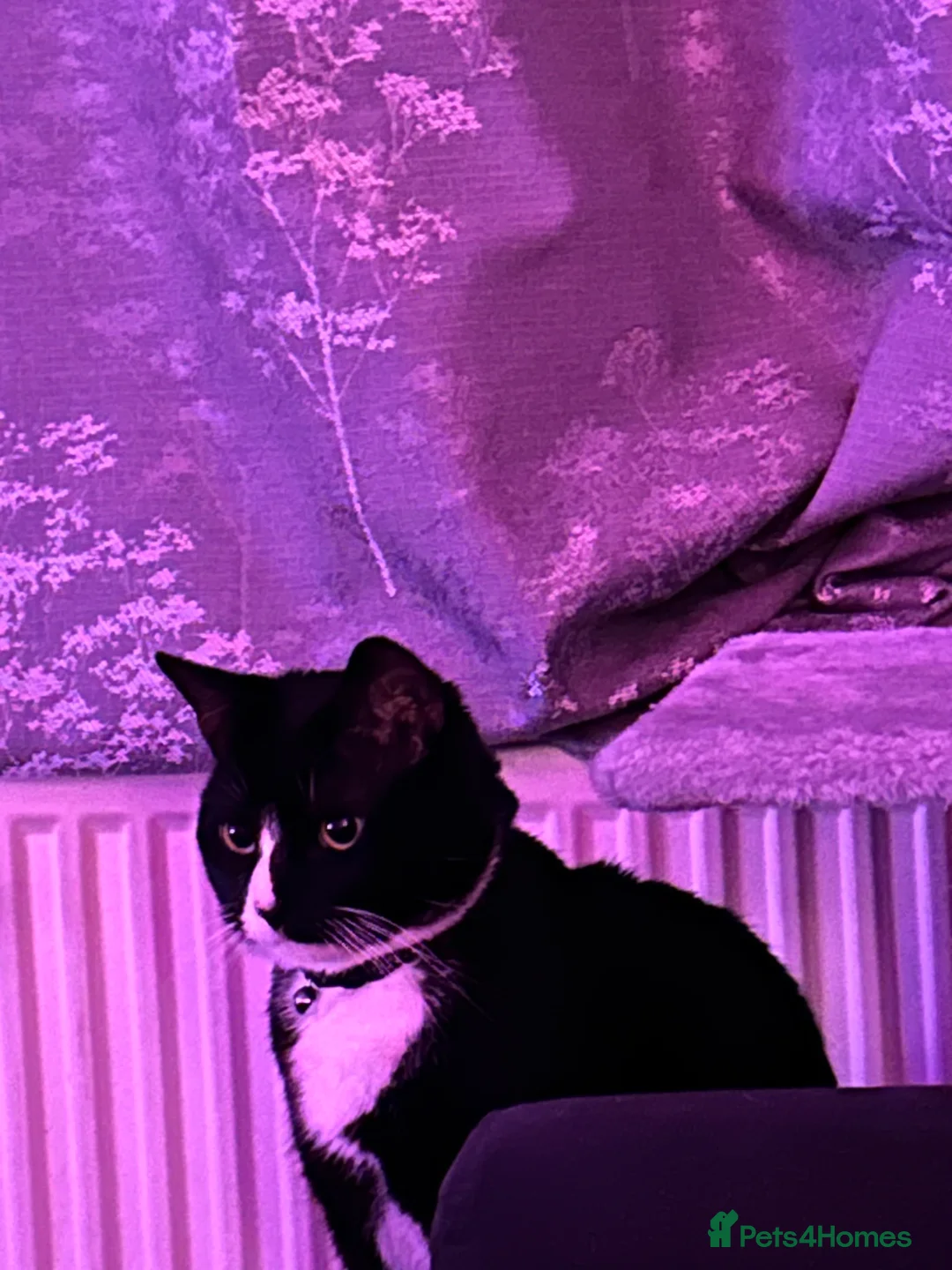 British Shorthair cats for sale: Oreo 2 year old tuxedo male cat  in Leeds - Advert 4