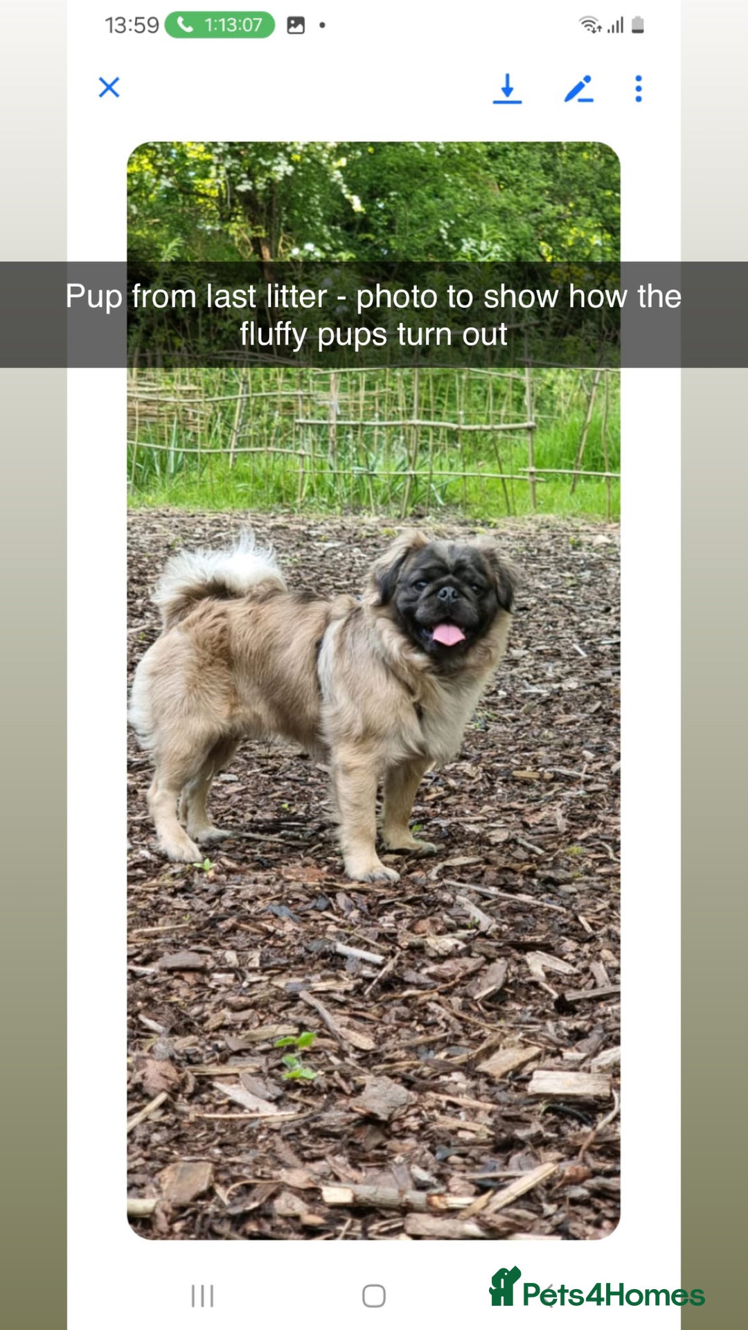 Pug dogs for sale: Beautiful Pug puppies - Image 12