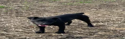 Patterdale Terrier dogs for sale: 18 month old Patterdale Terrier  - Advert 3