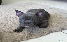 French Bulldog dogs for sale: Purebred Blue French Bulldog Puppies For Sale - Image 1