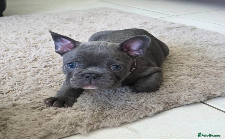 French Bulldog dogs - Advert 1
