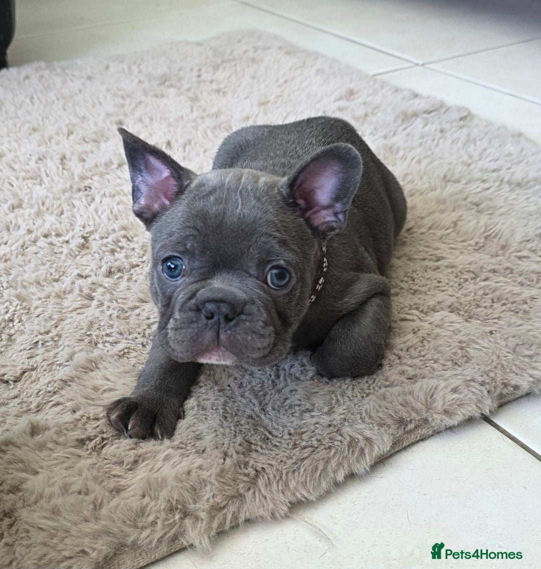 French Bulldog dogs for sale: Purebred Blue French Bulldog Puppies For Sale - Image 1