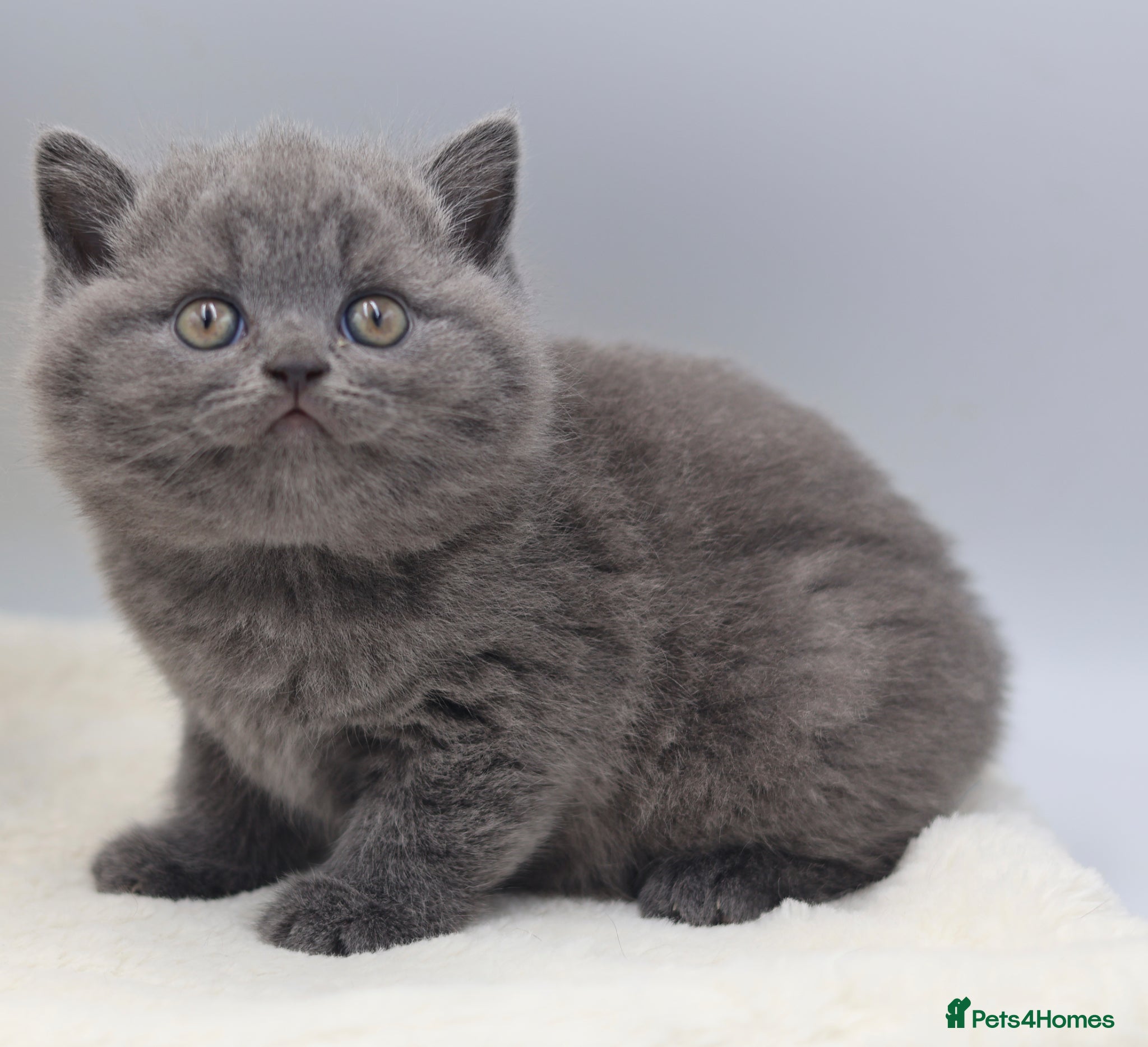 British Shorthair cats PEDIGREE REGISTERED CHUNKY BRITISH SHORTHAIRS - Advert 2