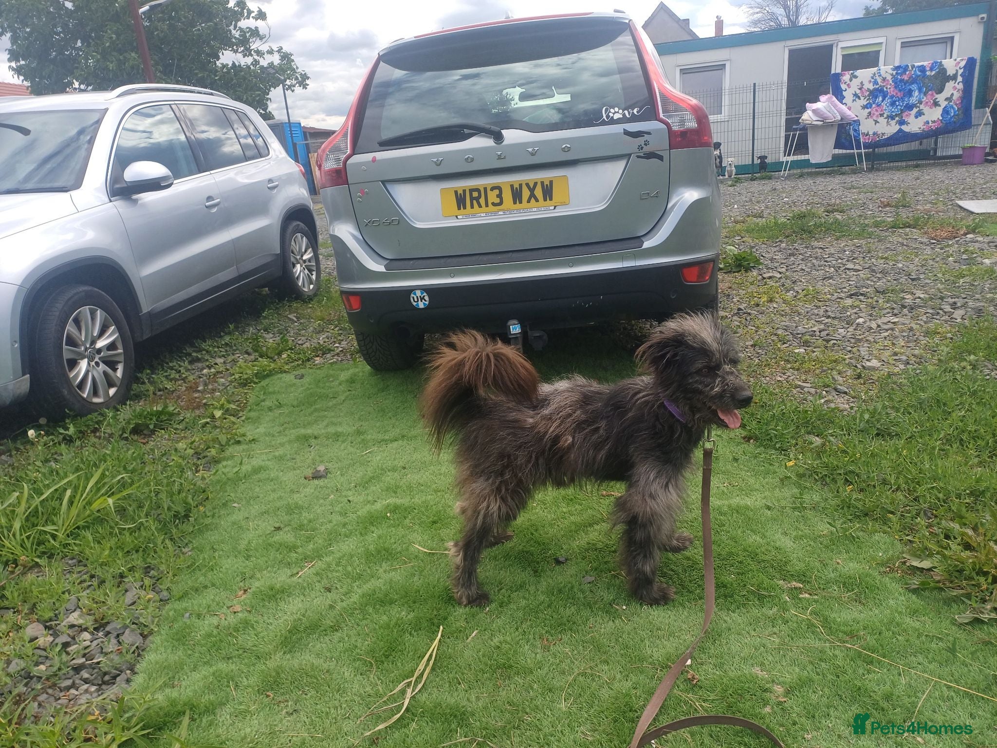 Mixed Breed dogs 🌲VICTOR, From Forgotten Forest to Faithful Friend - Advert 2