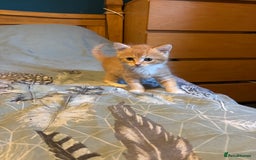 Siberian cats for sale: Ginger Siberian cross  - Image 10