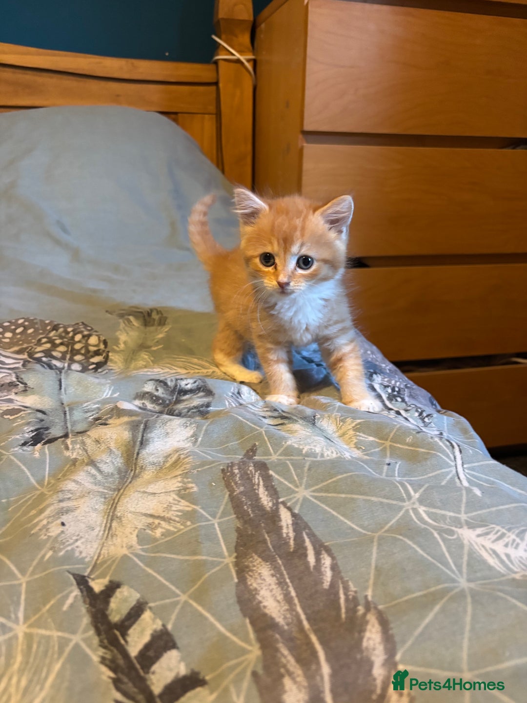 Siberian cats for sale: Ginger Siberian cross  - Image 10