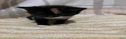 Mixed Breed cats for sale: 5 Kittens  in Lochgelly - Advert 11