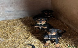 Huntaway dogs for sale: CHUNKY HUNTAWAY PUPPIES FOR SALE  - Image 12