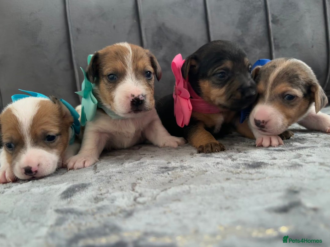 Jack Russell dogs for sale: Beautiful Jack russell puppies for sale  - Image 13