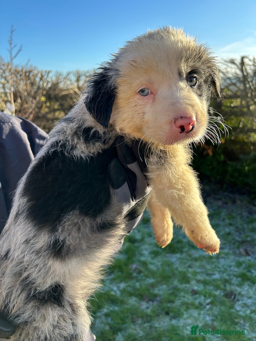 Border Collie dogs for sale: BEAUTIFUL BORDER COLLIE PUPS - Advert 25