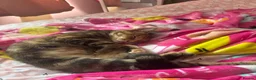 Mixed Breed cats for sale: 2 half Bengal girl  in Oxford - Advert 5