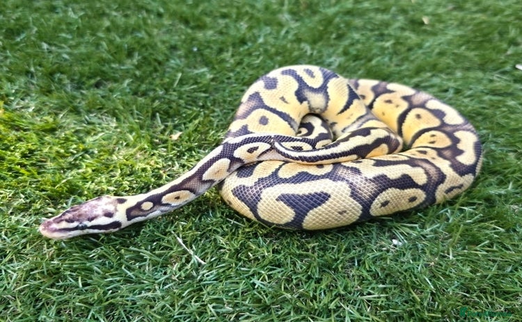 Python Snake reptiles - Advert 1