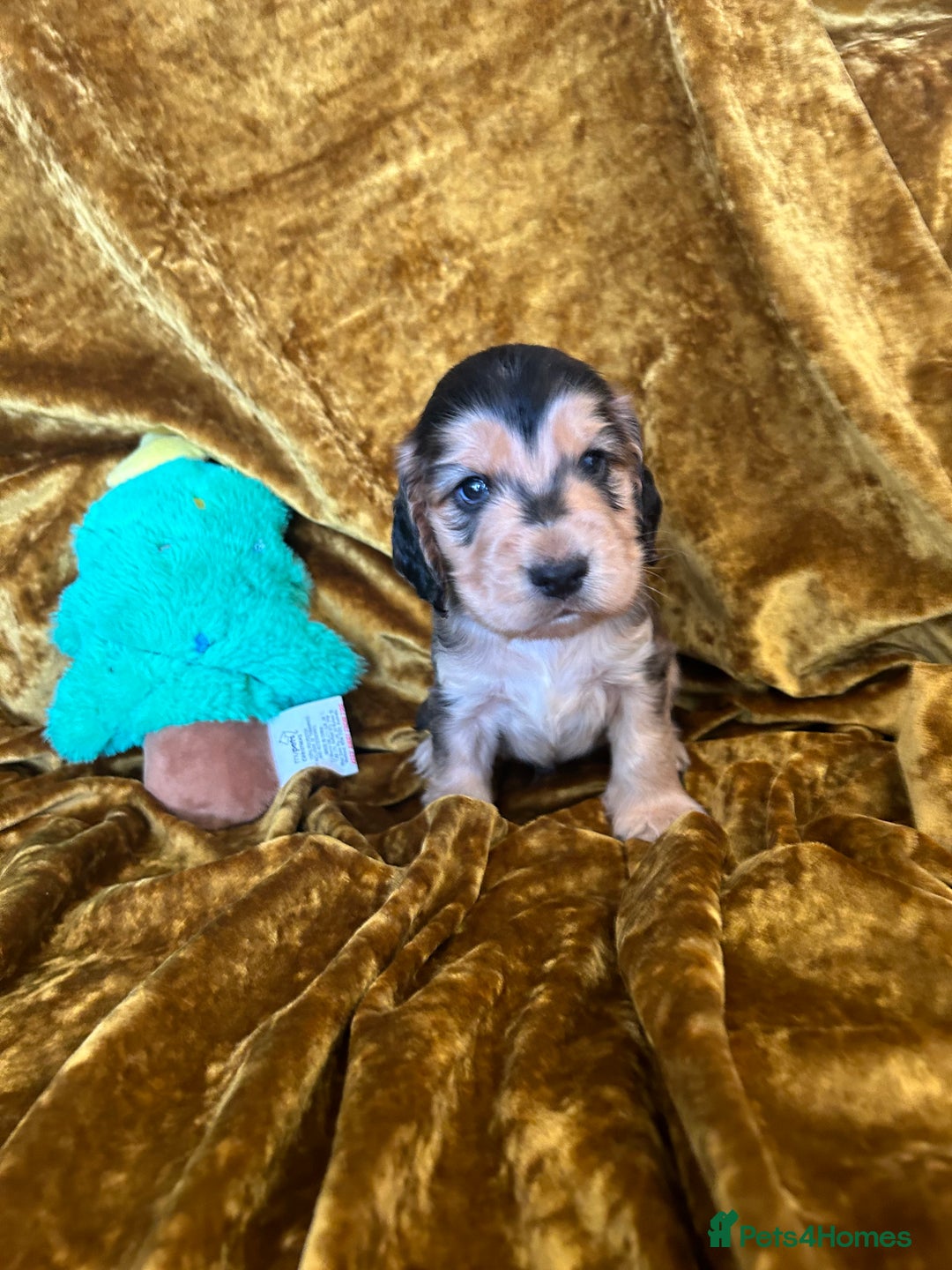 Cocker Spaniel dogs for sale: KC registered, health tested, Show cocker spaniels - Advert 27