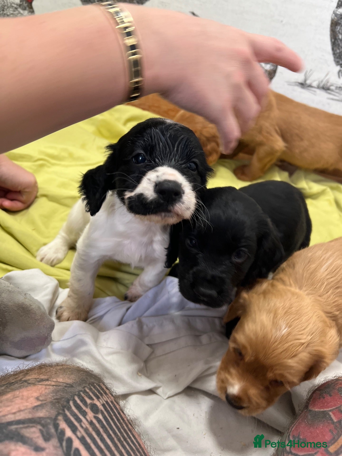 Cocker Spaniel dogs KC Reg Health Certifited Cocker Spaniels - Advert 1