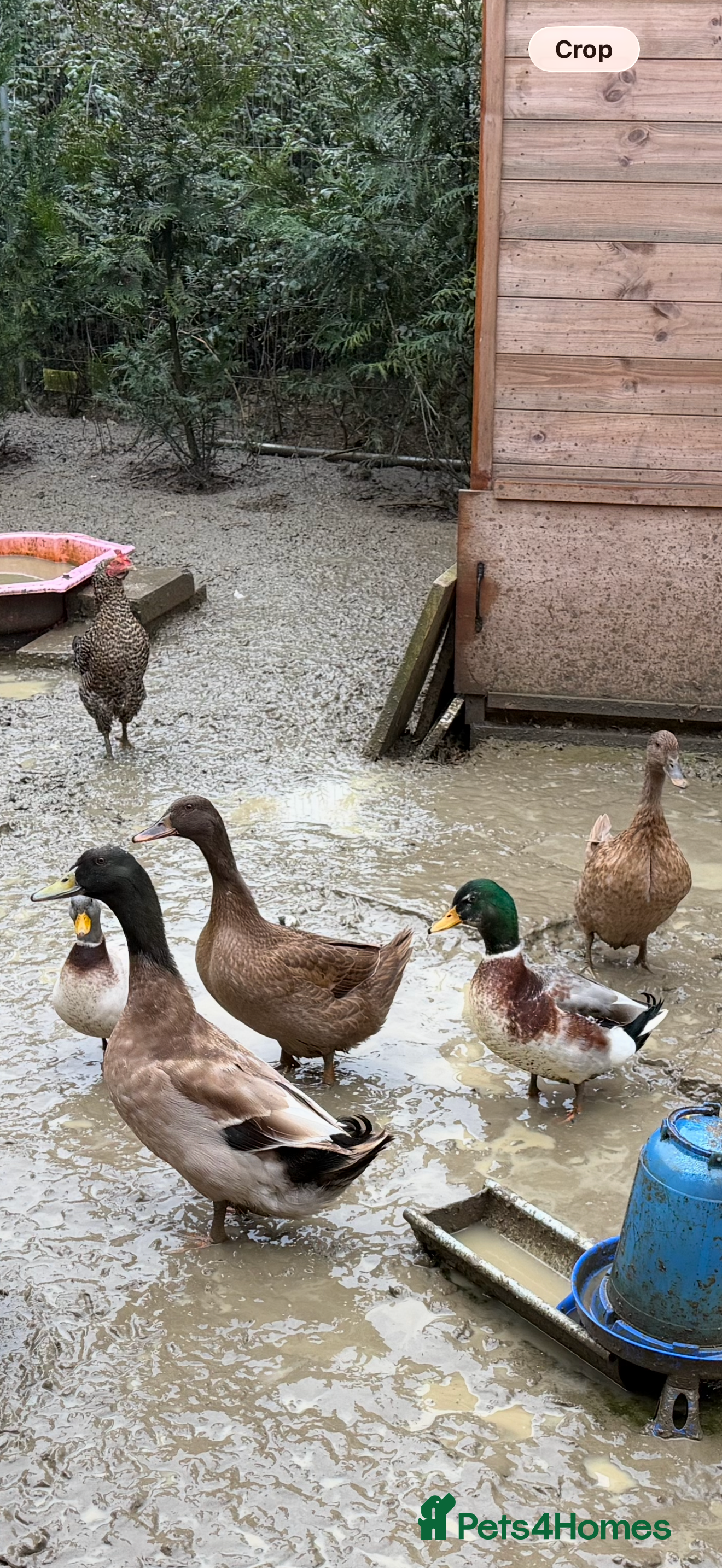 Ducks poultry 6 duck for rehoming  - Advert 2