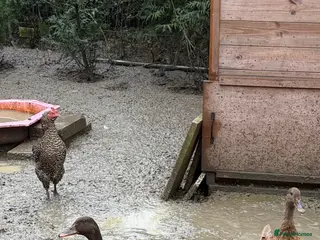 Ducks poultry 6 duck for rehoming - Advert 1