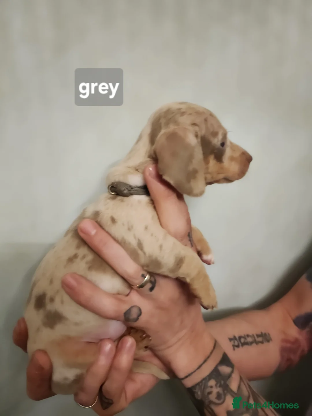 Miniature Dachshund dogs for sale: Beautiful Miniature Dachshund Pups  - Advert 2