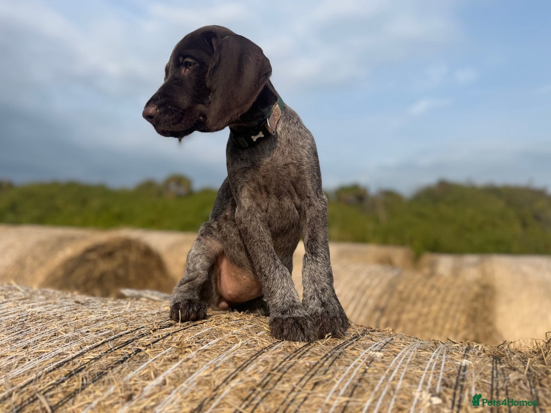 German Wirehaired Pointer dogs for sale: German Wire-haired Pointers of sale - Image 7