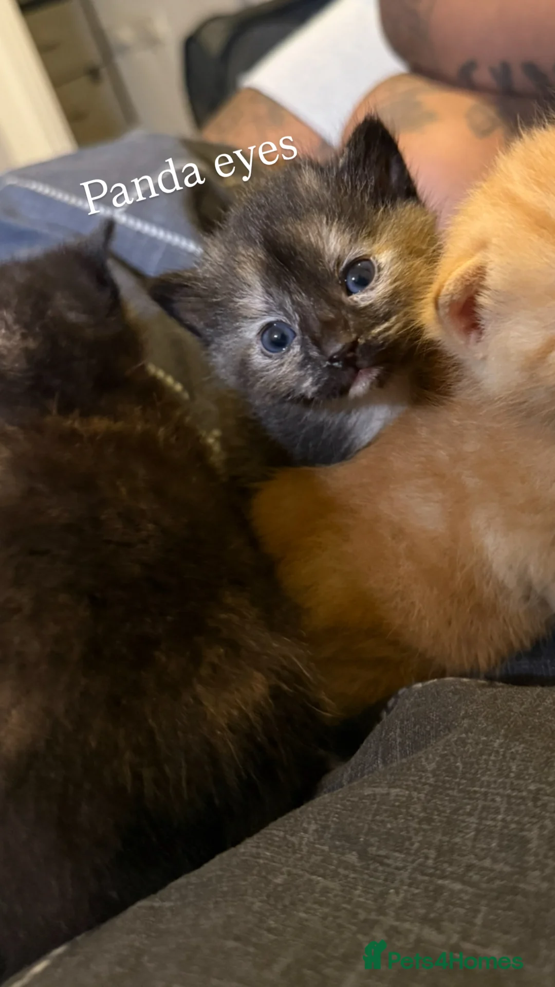 Mixed Breed cats for sale: Kittens for sale  - Advert 8