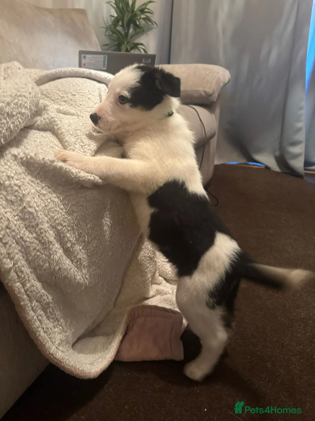 Border Collie dogs for sale: 1 Border Collie Pup - Health tested clear parents - Advert 25