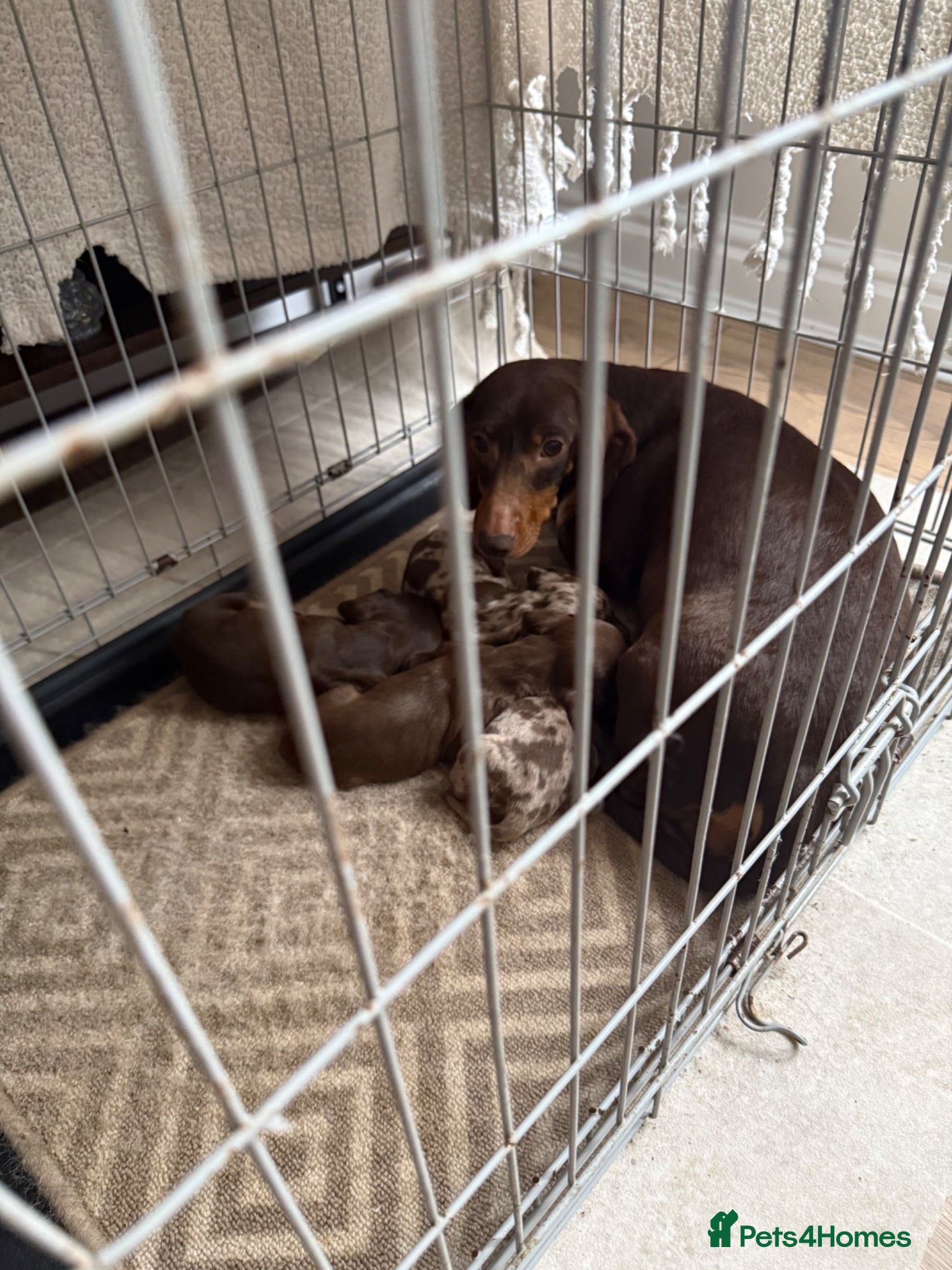 Dachshund dogs Dachshund puppy’s for sale - Advert 3