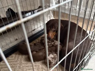 Dachshund dogs Dachshund puppy’s for sale - Advert 1