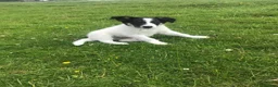 Border Collie dogs for sale: Border collie pups - Advert 4