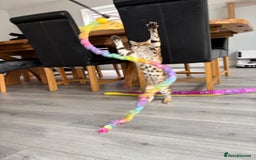 Bengal cats for sale: Beautiful Bengal Female  - Image 7