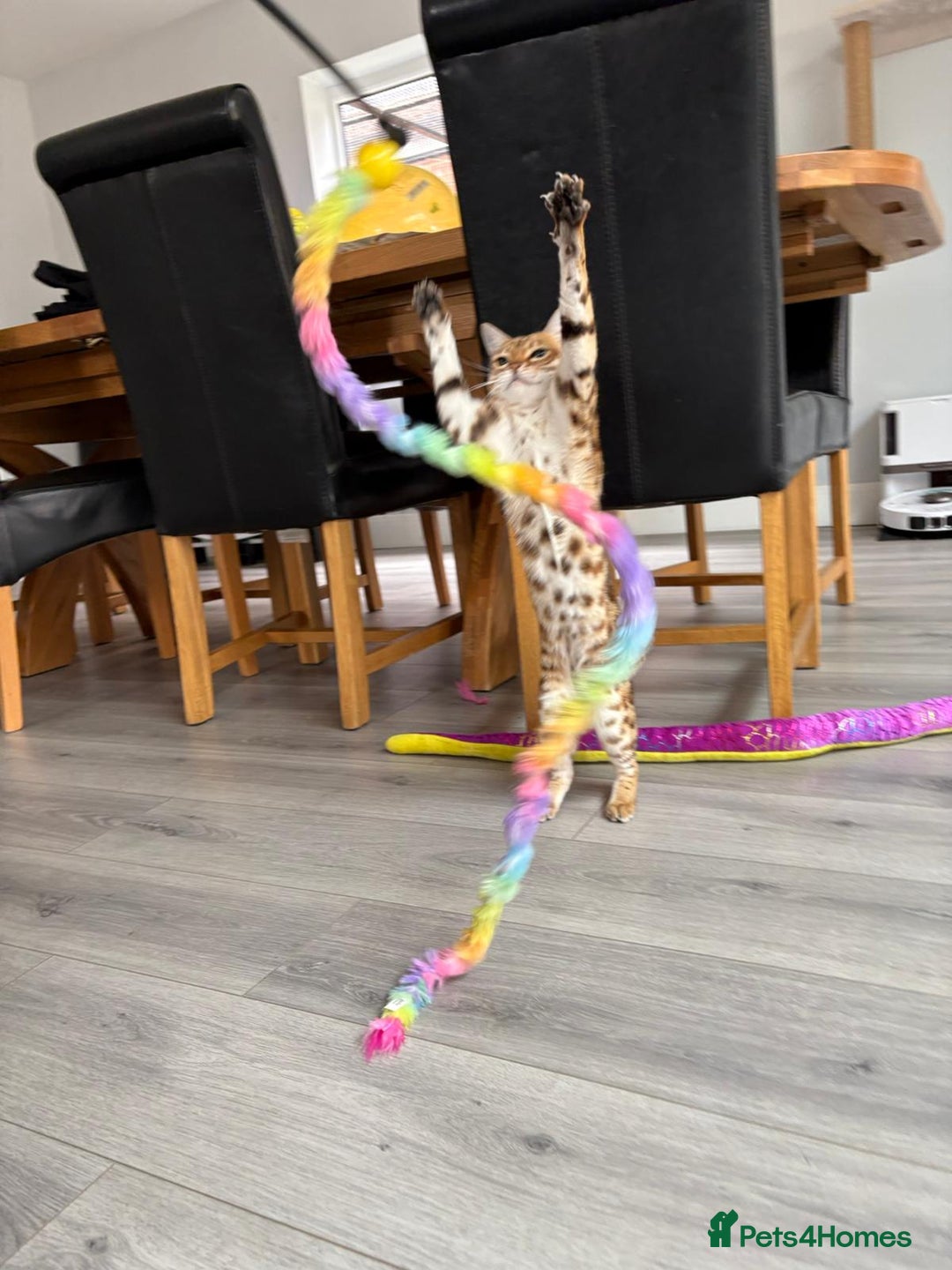Bengal cats for sale: Beautiful Bengal Female  - Image 7