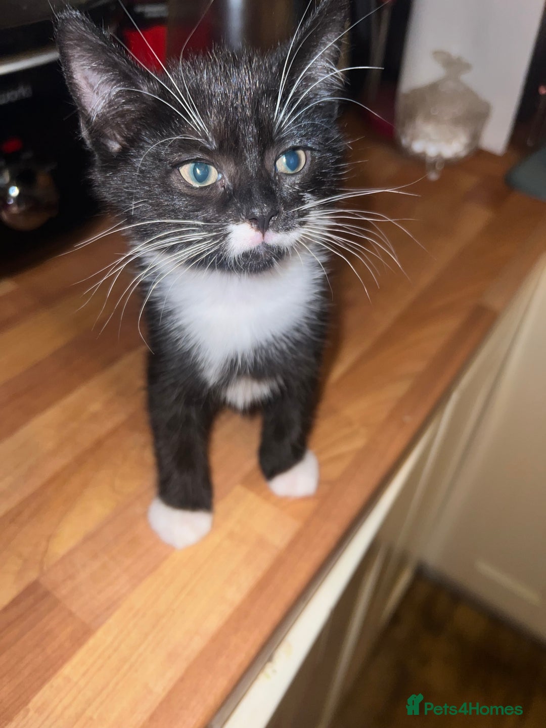 Domestic Shorthair cats for sale: Beautiful boy available  - Advert 4