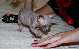 Sphynx cats for sale: Sphynx Kittens For Sale - Image 1