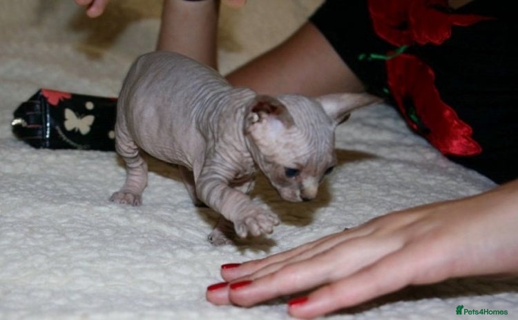 Sphynx cats - Advert 1