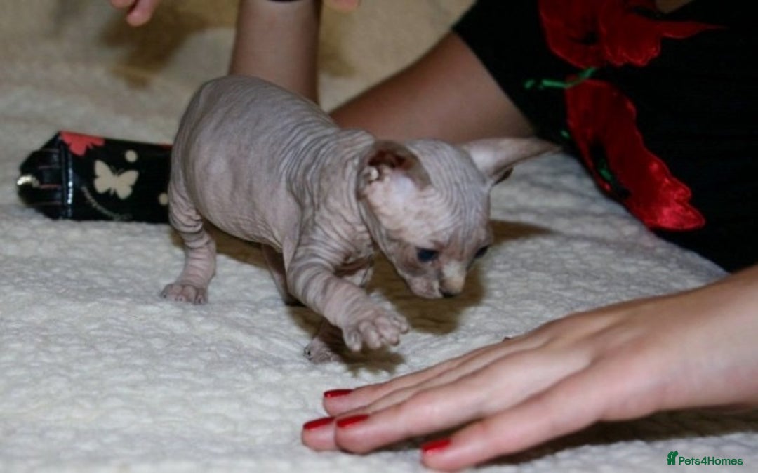 Sphynx cats for sale: Sphynx Kittens For Sale - Image 1