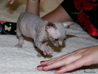 Sphynx cats - Advert 3