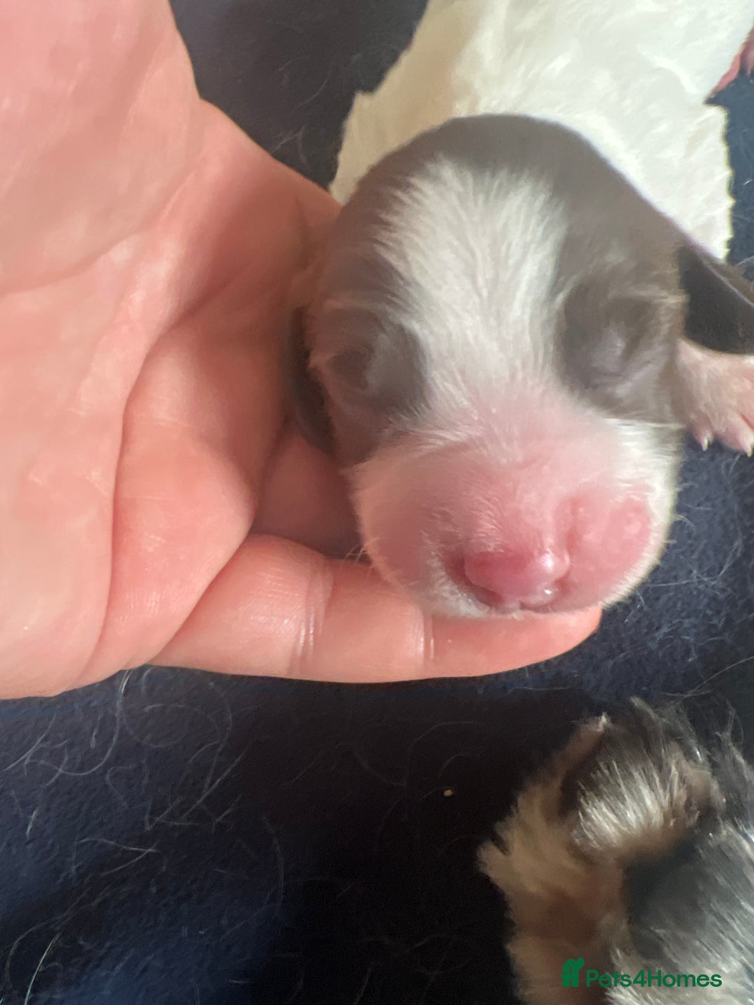 English Springer Spaniel dogs for sale: 6 gorgeous KC reg ESS puppies  - Image 18