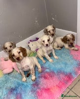 Cocker Spaniel dogs - Advert 9