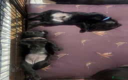 Labrador Retriever dogs for sale: Black Labrador puppies - Image 3