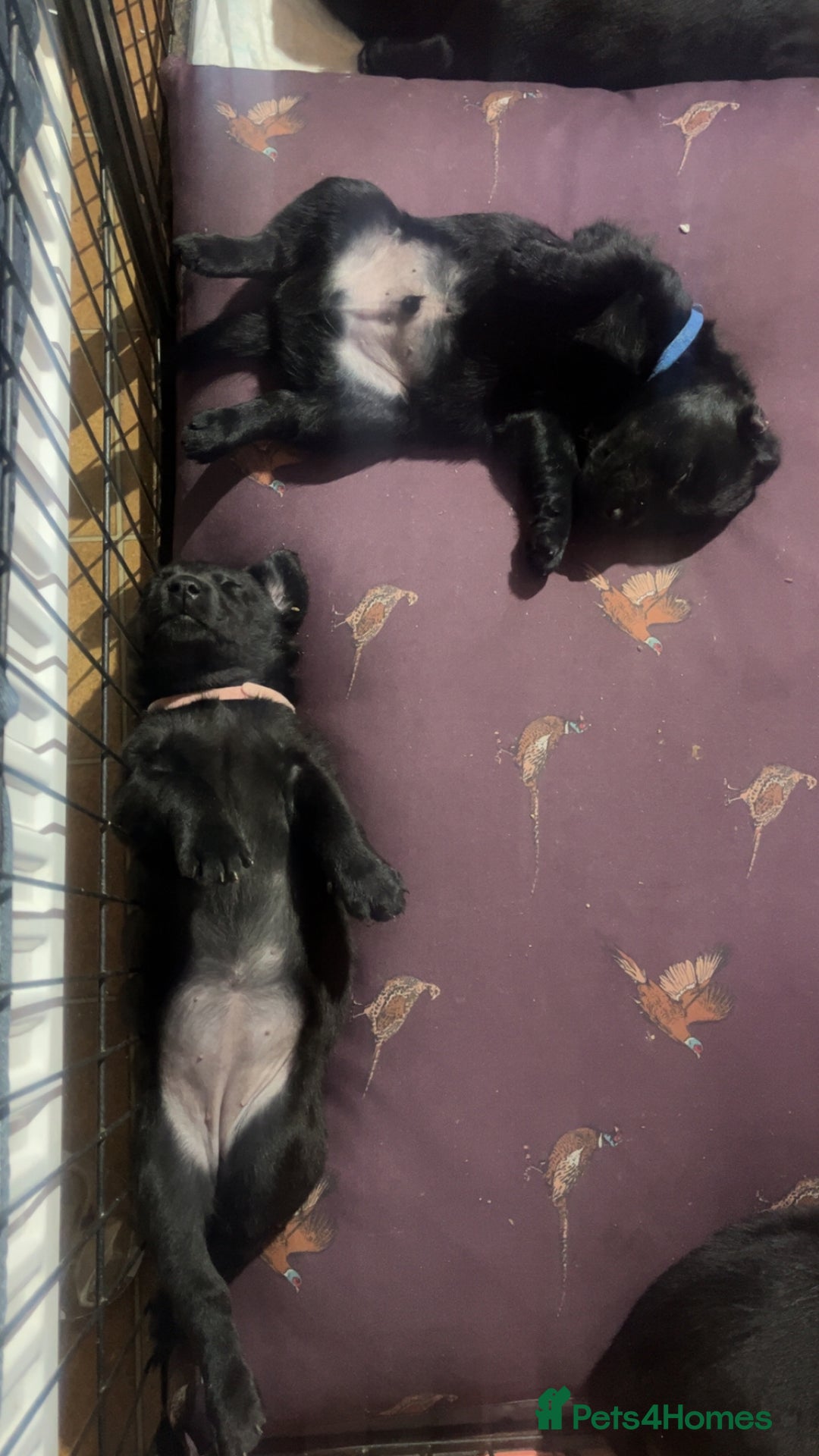 Labrador Retriever dogs for sale: Black Labrador puppies - Image 3