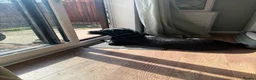 Labrador Retriever dogs for sale: Beautiful 8-Year-Old Labrador  - Advert 5