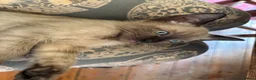 Tonkinese cats for sale: Exquisite Tonkdolls - Advert 24