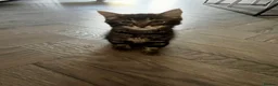 Mixed Breed cats for sale: 2 adorable kittens  - Advert 6