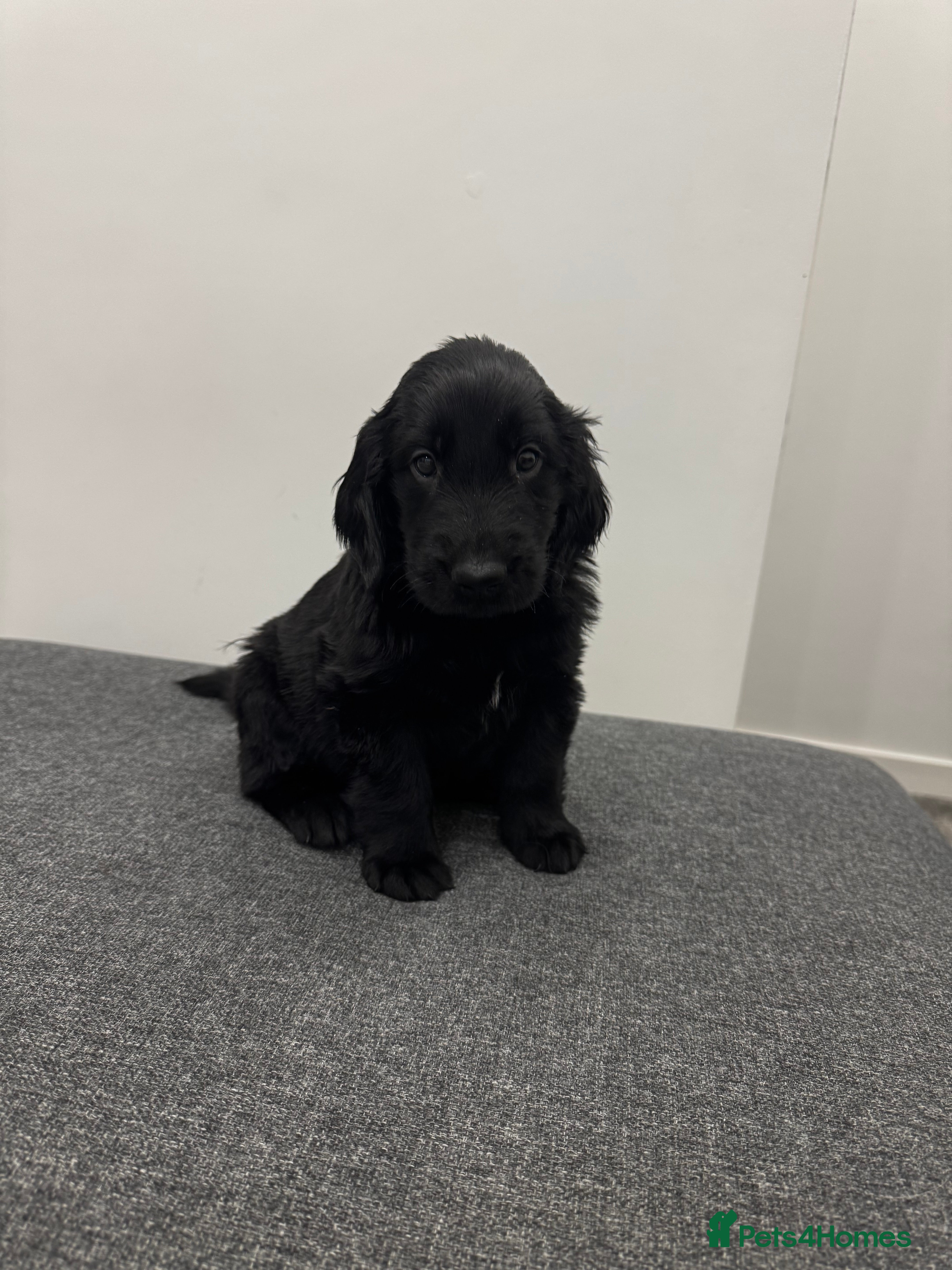 Flat coated Retriever dogs KC Reg.Beautiful Flat-Coated Retriever Boys  - Advert 1