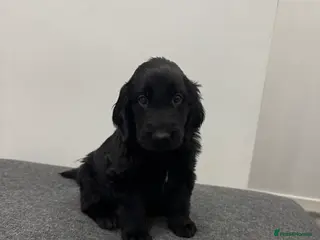 Flat coated Retriever dogs KC Reg.Beautiful Flat-Coated Retriever Boys - Advert 10